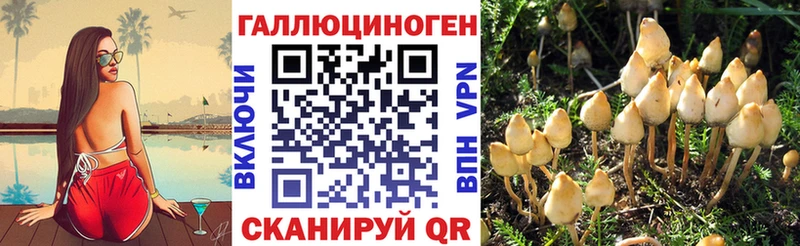 Галлюциногенные грибы Psilocybe  Лермонтов 